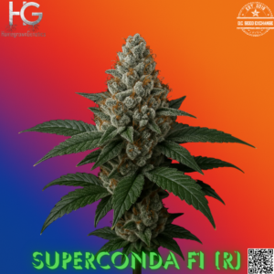 Superconda F1 (Super Fried Applez × Bananaconda) 10 Regular Seeds