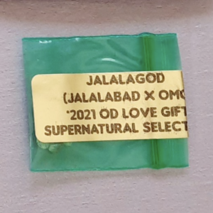 Supernatural Selections Jalalagod 11 Regular Seeds