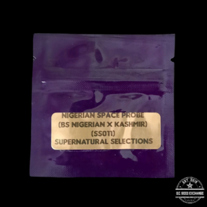 Supernatural Selections Nigerian Space Probe (Big Sur Nigerian x Kashmir) 11 Regular Seeds