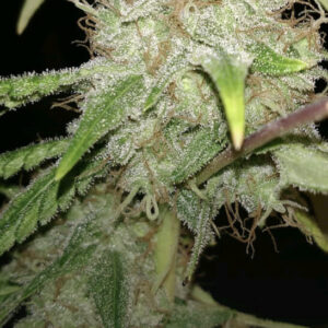 Swagger Lee F1 (OG Kush x [Dogwalker x Golden Ticket]) 12 Regular Seeds