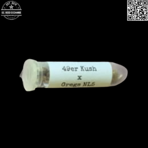 Swami Organic Seeds 49er Kush x Gregs NL5 12 Regular Seeds