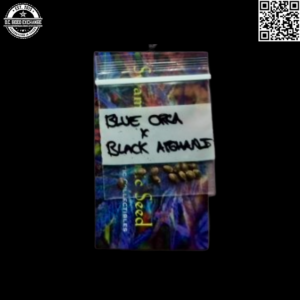 Swami Organic Seeds Blue Orca x Black Afghani 10 Regular Seeds