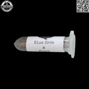 Swami Organic Seeds Blue Orca x Black Kandahar 10 Regular Seeds