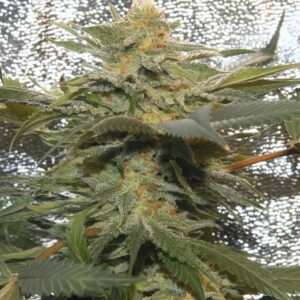 Sweet Grape S1 (Sweet Tooth x Grape Bubblegum) 6 Feminized Seeds