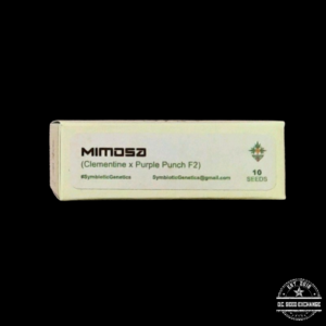 Symbiotic Genetics Mimosa (Clementine × Purple Punch F2) 10 Regular Seeds