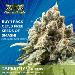 Tapestry S1 (Pineapple Punk x Runtz de Frutas) 6 Feminized Seeds