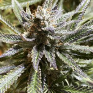 Tidy Widy F1 (Point Break x [Dogwalker x Golden Ticket]) 12 Regular Seeds