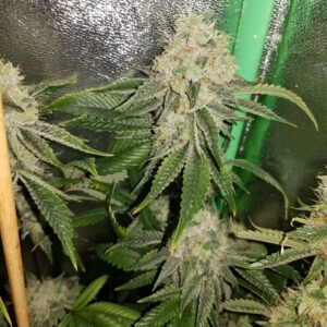 Triangle Kush x LA Pure Kush F1 7 Feminized Seeds