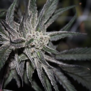 Tahoe Stinkerz F1 11 Regular Seeds