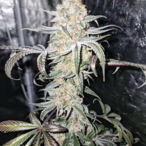 Tahoe and Blueberries (Tahoe OG x Blueberry Milk) 10 Regular Seeds