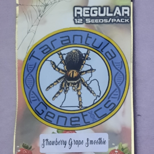 Tarantula Genetics Strawberry Grape Smoothie F1 12 Regular Seeds