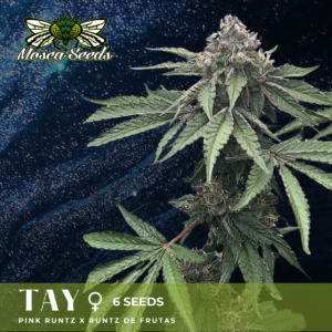 Tay S1 (Pink Runtz x Runtz de Frutas) 6 Feminized Seeds