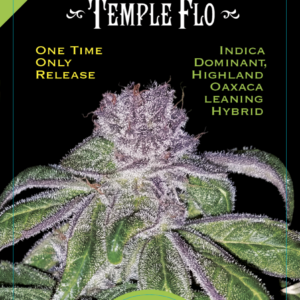 Temple Flo 13 Regular Seeds
