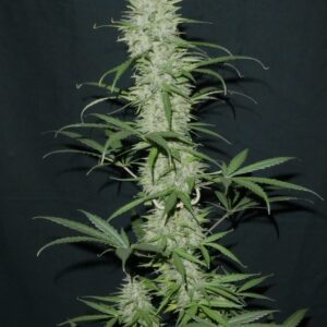 Terpentine Auto F4 3 Feminized Autoflower Seeds