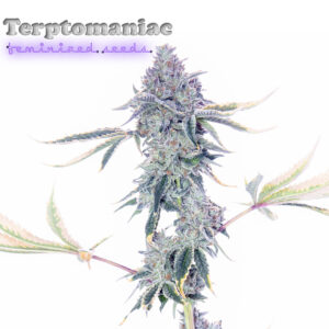 Terptomaniac F1 (Romulan x Rainbow Belts) 6 Feminized Seeds