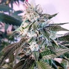 The Enterprise F1 (Legend OG x Chemdog #3/Super Silver Haze) 10 Regular Seeds