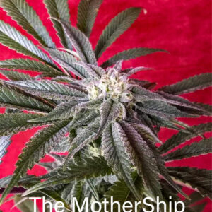The Mothership F1 7 Feminized Seeds