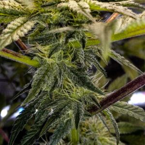 The Remedy S1 (Hells Angels OG x Chemdog D/98 Bubba Kush) 7 Feminized Seeds