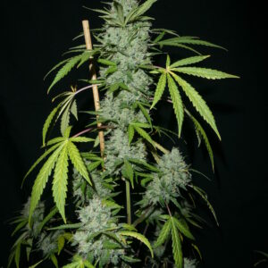 The Ripple F4 Auto 3 Feminized Autoflower Seeds