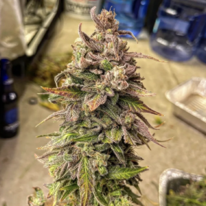 Thorpe’s Gold F1 (Mango Sunrise x Moth Man) 3 Feminized Autoflower Seeds