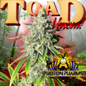 Toad Venom Auto 5 Feminized Autoflower Seeds
