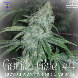 Gorilla Glue #4 Recombinant Inbred Line 30 Regular Seeds