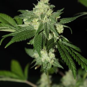 Topanga Freak F1 11 Regular Seeds