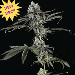 Tres Grapes Sky Auto F1 (3 Grapes x Skywalker Auto) 5 Feminized Autoflower Seeds