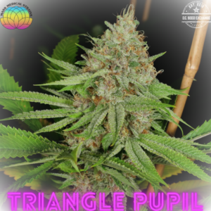 Triangle Pupil (Triangle Kush x Star Pupil) 7 Feminized Seeds