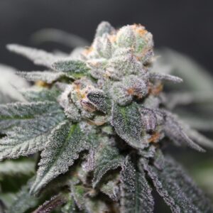 Triangle Slayer F1 10 Feminized Seeds