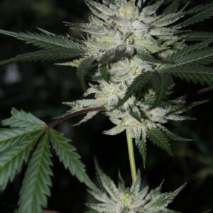 Florida Sweets (Triangle Kush x Platinum Marshmallow) 12 Feminized Seeds