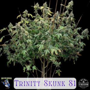 Trinity Skunk S1 6 Feminized Seeds