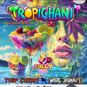 Tropighani F1 (Trop Cherry x White Afghani) 12 Regular Seeds