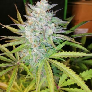 Troubled Grape Auto F3 (Grape Walker Kush x Bubba Trouble F3) 10 Feminized Autoflower Seeds