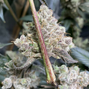 Tush Kush F1 (GMO x Platinum Kush) 6 Feminized Seeds