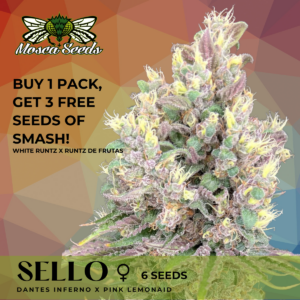 Sello S1 (Dantes Inferno x Pink LemonAid) 6 Feminized Seeds