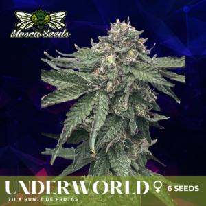 Underworld S1 (711 x Runtz de Frutas) 6 Feminized Seeds