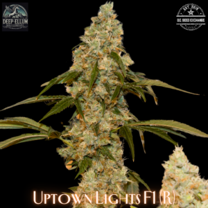 Uptown Lights F1 (NL2 x (Uptown Girl x (Uptown Girl x NL1)) 10 Regular Seeds
