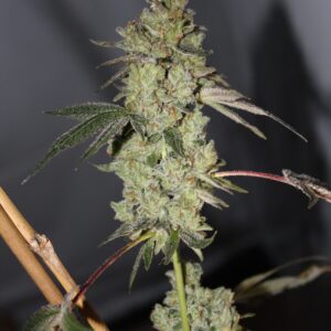 Uptown Skunk F1 10 Feminized Seeds