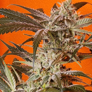 Vanilla Fizz F2 Auto 3 Feminized Autoflower Seeds