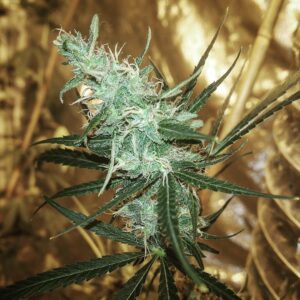 Varins G (Doug's Varin/African Landrace 1:1  x La Crema) 10 Regular Seeds