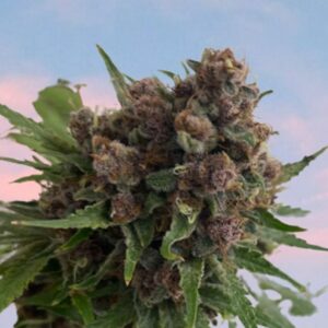 Venus Blue (Blueberry Muffin x Raspberry Boogie-RVSD) 4 Feminized Seeds