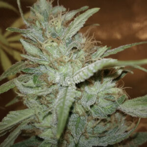 Vice Versa F1 12 Regular Seeds