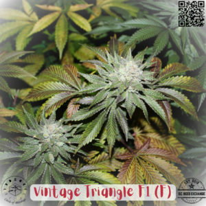 Vintage Triangle F1 (Triangle Kush Ricky Cut x Vintage Sensi Star) 12 Feminized Seeds