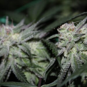 Violet Skunk (Skunk Killerz x Carbon Killerz) 12 Feminized Seeds