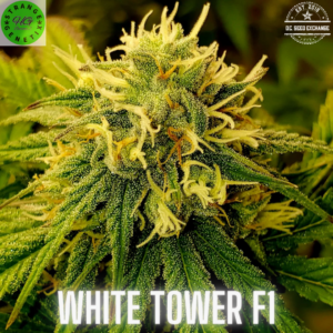 White Tower F1 (Medicine Tower x White Widow) 10 Regular Seeds