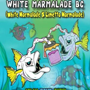 White Marmalade BC (White Marmalade x Limetta Marmalade) 3 Feminized Seeds