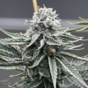 Watermelon Zaza S1 3 Feminized Seeds