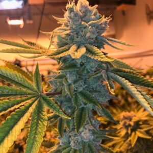 Waves F1 (Triangle Kush x Gelato 41 RVSD) 8 Feminized Seeds