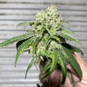 West Coast OG Auto (West Coast OG Auto x West Coast OG ibl (f3xf3)) 5 Feminized Autoflower Seeds